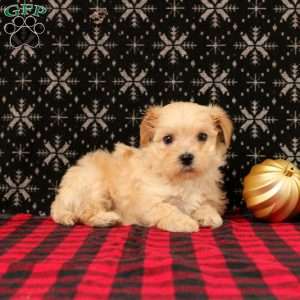 Jack, Maltipoo Puppy